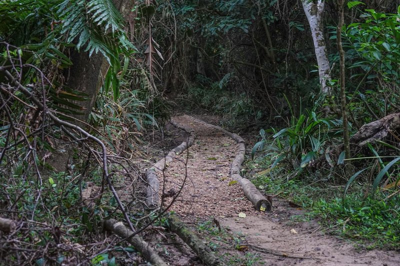 A peaceful dirt path winding through a dense forest, surrounded by lush green vegetation and logs.