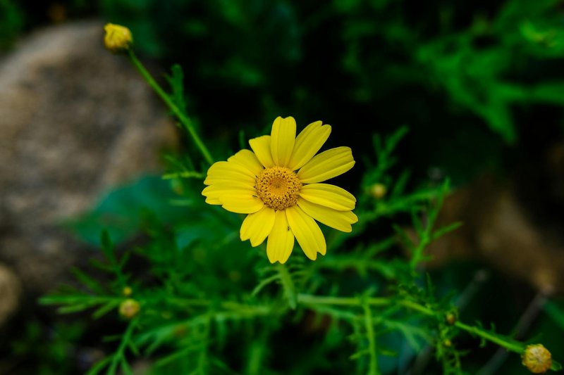 Close-up of a vibrant yellow daisy in a lush Rabat garden.