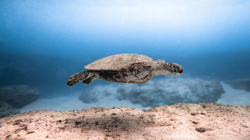 A serene sea turtle gracefully swimming underwater, showcasing marine life.