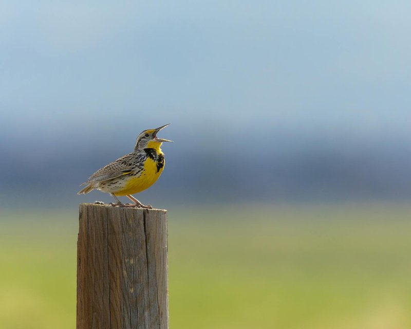 A Western Meadowlark perched on a wooden post, singing in a natural setting.