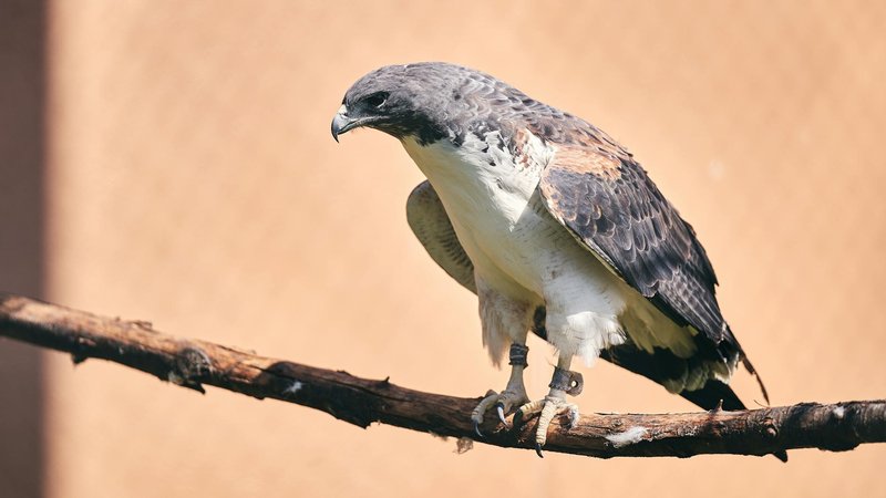 A majestic crowned eagle perched on a branch, showcasing its striking feathers and gaze.