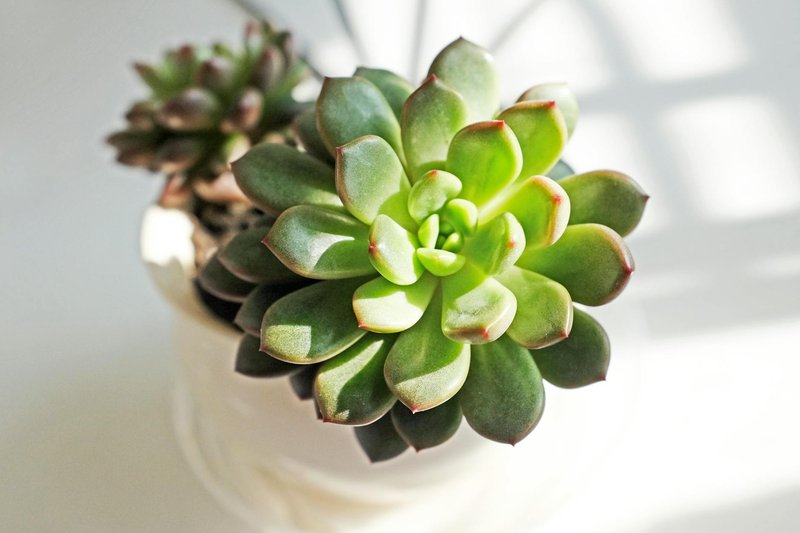 A detailed close-up of a vibrant green echeveria succulent in a white pot, bathed in sunlight.