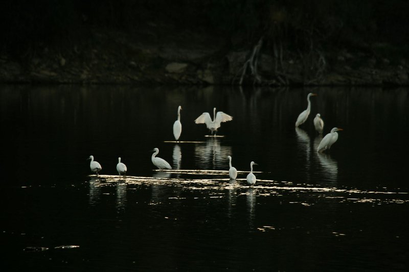 A serene scene of egrets reflected in the dark waters of a lake. Captured at twilight.