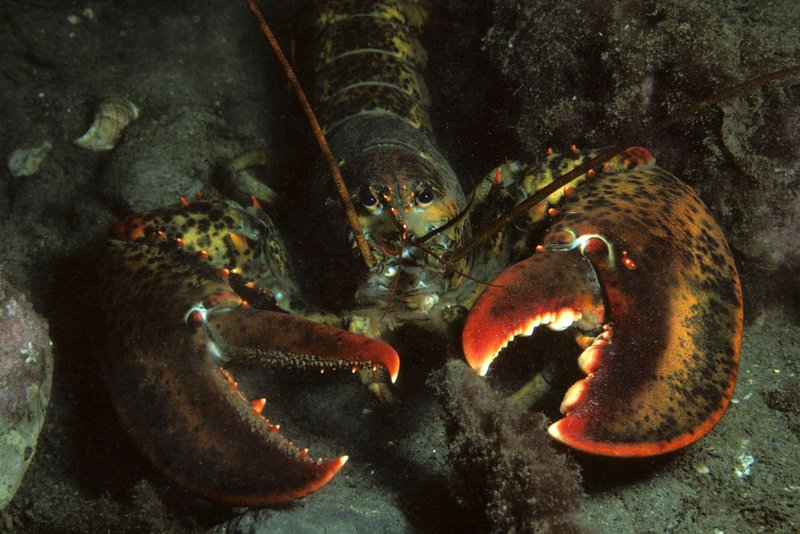 Detailed view of an American lobster (Homarus americanus) in its natural marine habitat.