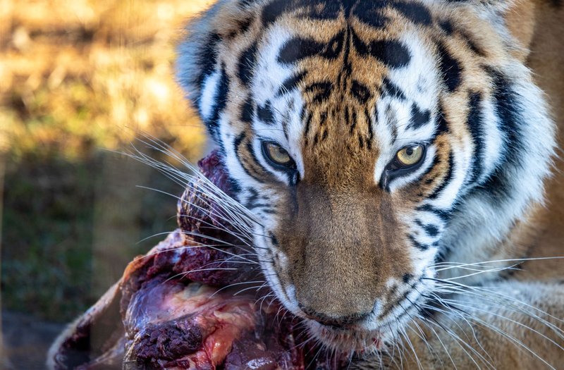 Captivating close-up of a tiger devouring its prey, showcasing its fierce and powerful nature.