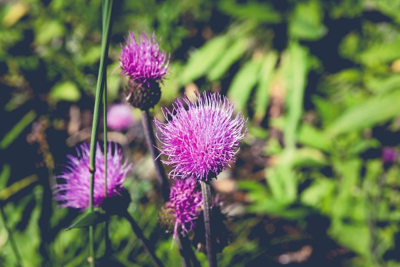 Vibrant purple wildflowers in full bloom with soft sunlight, highlighting their delicate petals.