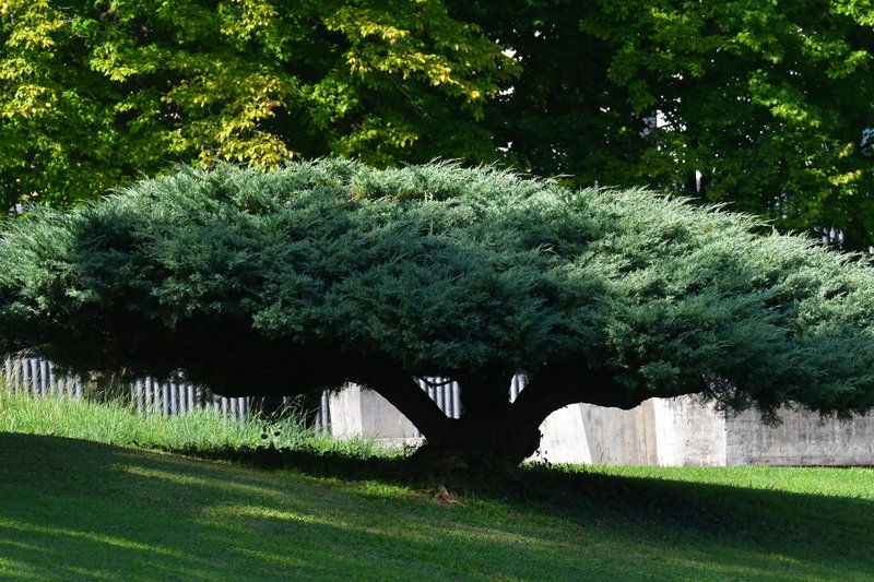 Vibrant green tree with lush foliage in a peaceful urban park setting.