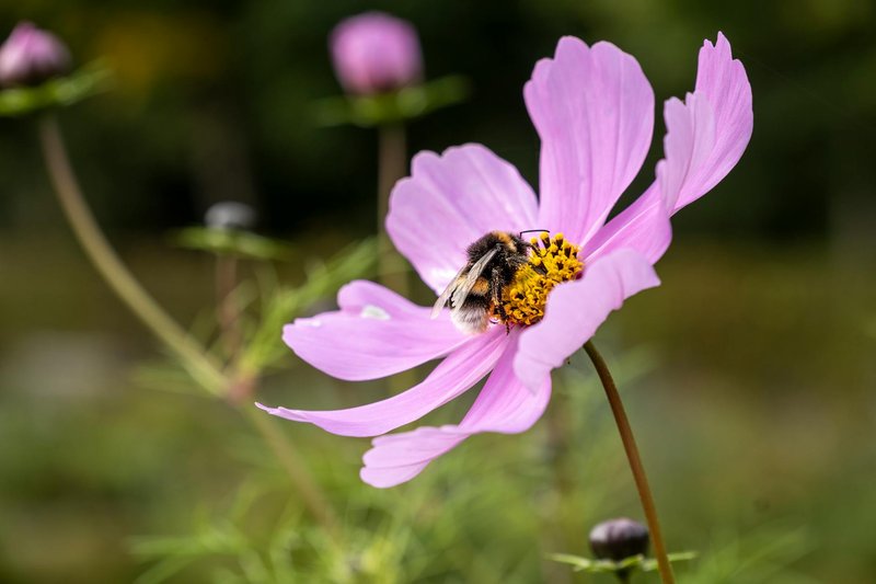 Close-up of a bumblebee on a vibrant pink cosmos flower in a sunny garden.