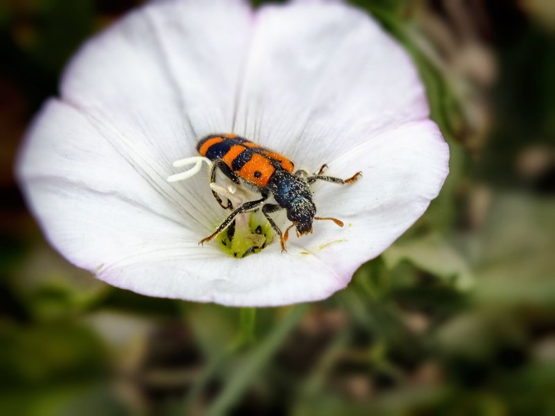Detailed macro of a striped beetle resting on a delicate white flower.