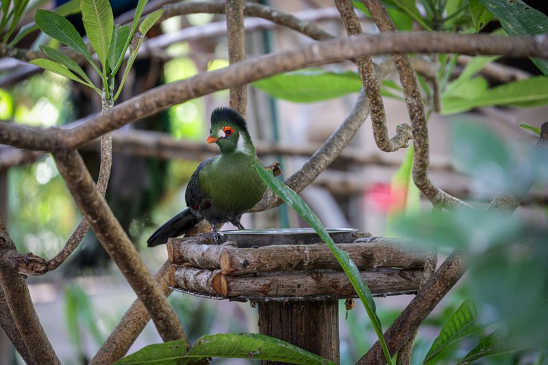 A vibrant exotic bird perched amidst lush greenery, showcasing vivid colors and natural beauty.