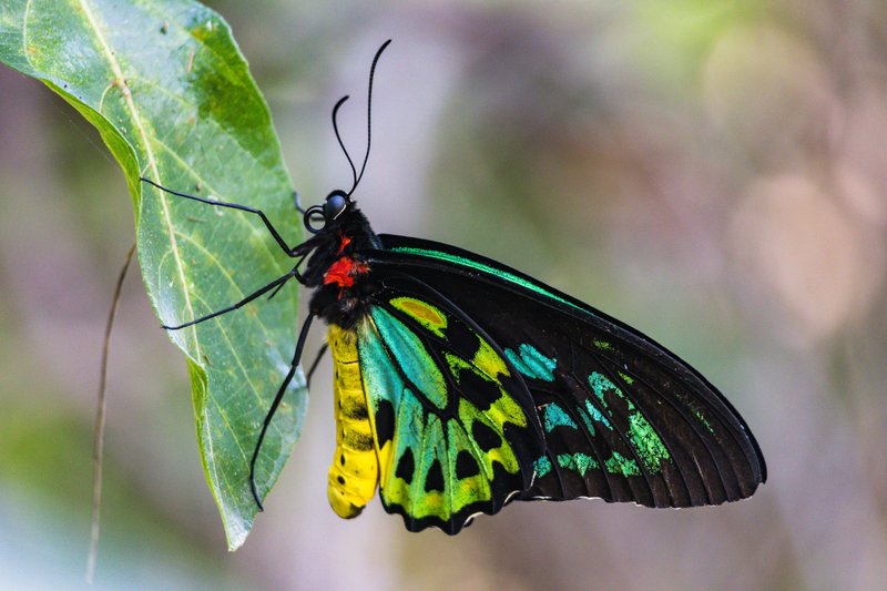 Close-up of a colorful Cairns Birdwing butterfly perched on a green leaf in its natural habitat.