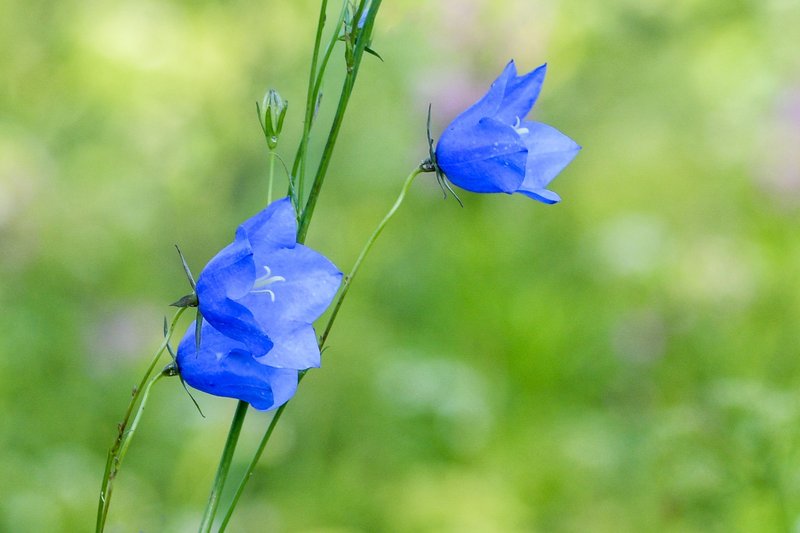 Close-up of blue bellflowers (Campanula) in Lääne-Viru, Estonia, capturing spring essence.
