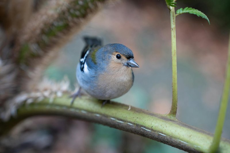 Detailed view of a European chaffinch perched on a branch in Funchal, Madeira, Portugal.