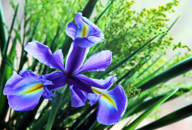 Close-up of vibrant purple iris flowers blooming amidst lush green foliage outdoors.