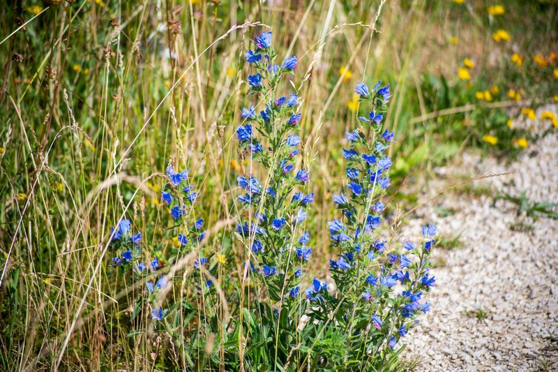 Bright blue flowers bloom in a grassy field in Tbilisi, Georgia during spring.