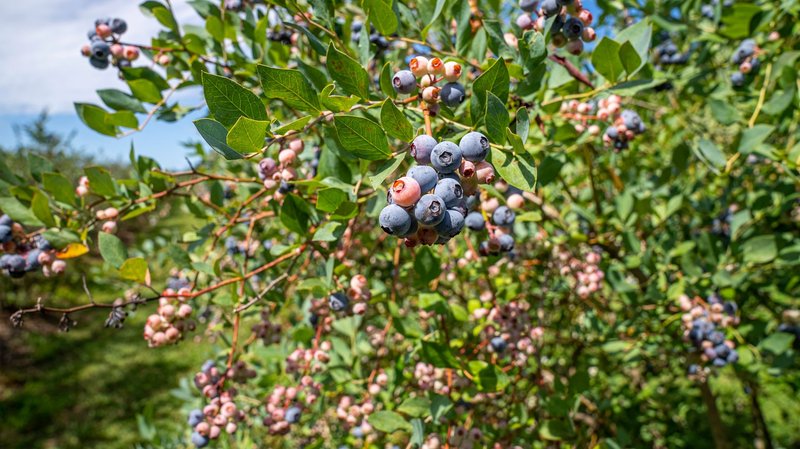 Ripe blueberries clustering on branches with green leaves in a sunny North Carolina farm setting.