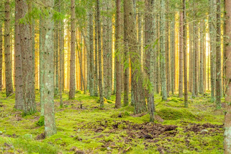 Sunlit forest scene with tall trees and lush moss, ideal for nature enthusiasts.