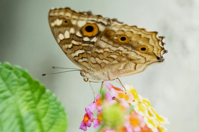 Detailed view of a butterfly on a vibrant flower displaying nature's beauty.