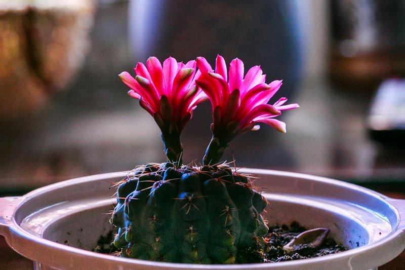 Close-up of vibrant pink flowers blooming on a cactus in a pot, indoors.