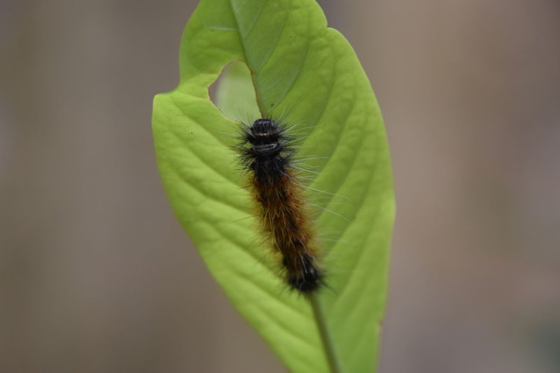 Close-up of a fuzzy caterpillar resting on a vibrant green leaf in KL, India.