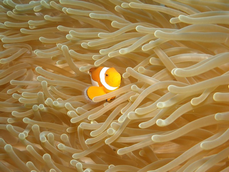 Vibrant clownfish swimming through sea anemones in underwater Bali, Indonesia.