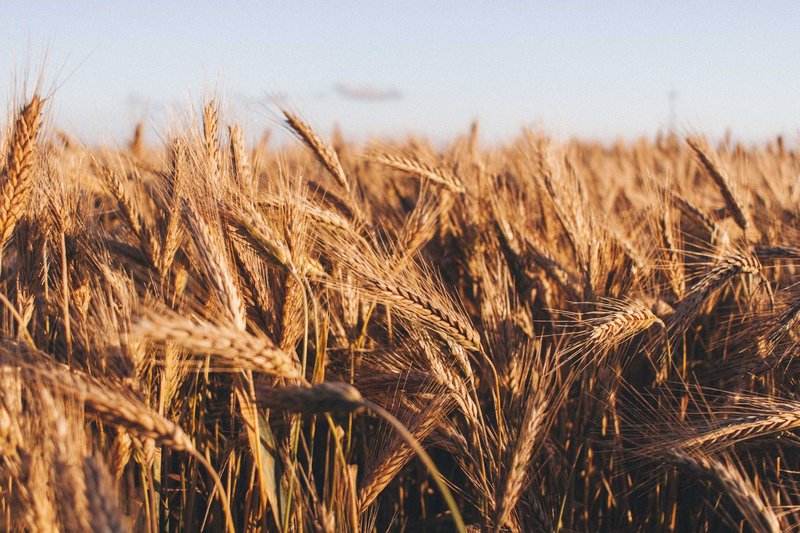 A rich, golden wheat field basking in the warm light of sunset, symbolizing abundance and harvest.