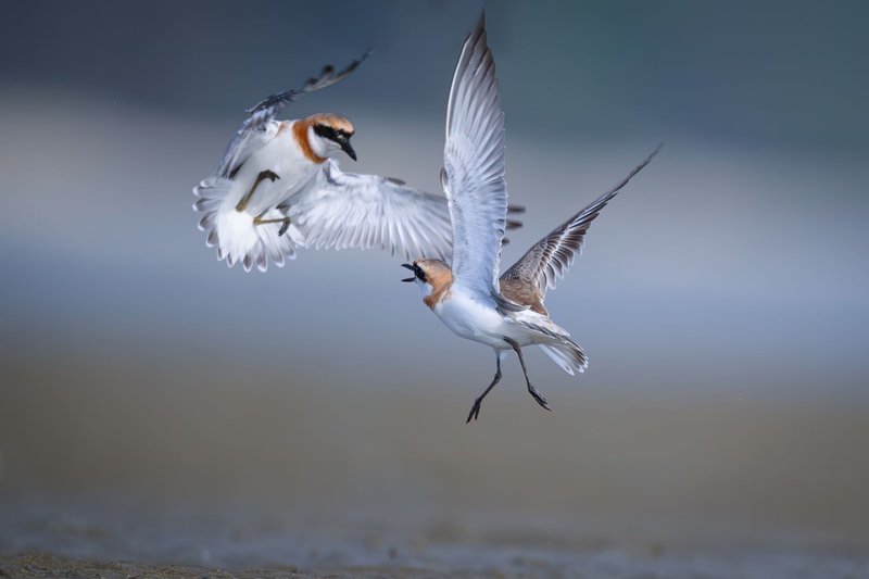 Two shorebirds captured mid-flight in a vibrant, dynamic clash.
