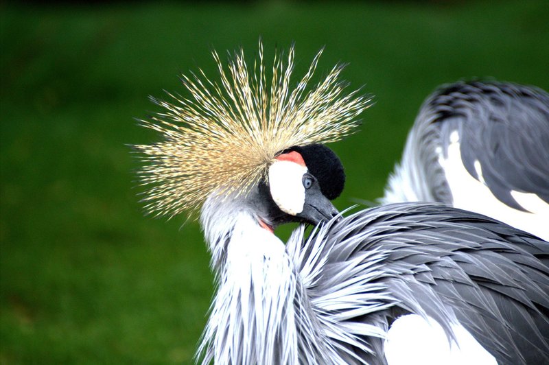 Close-up of a Grey Crowned Crane showcasing its vibrant plumage and iconic crown.
