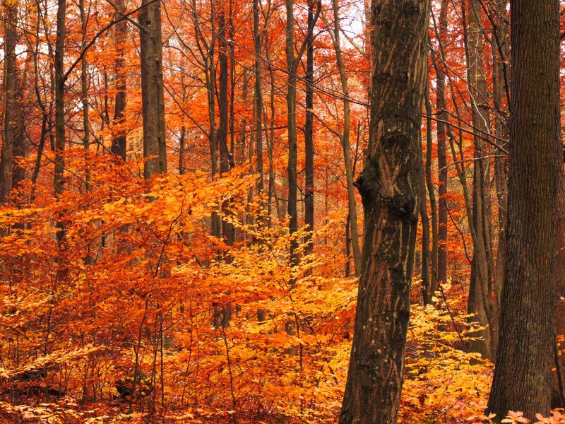 Lush orange and yellow leaves in a tranquil autumn forest, capturing the essence of fall.