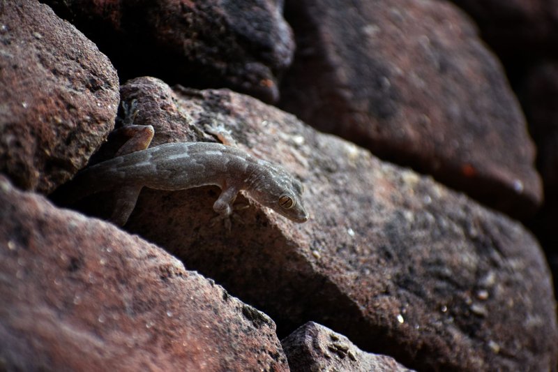 Detailed image of a gecko camouflaged on a rocky surface. Perfect for nature-themed projects.