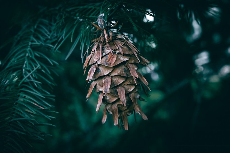 Detailed view of a brown pine cone hanging from a coniferous tree branch in a forest.