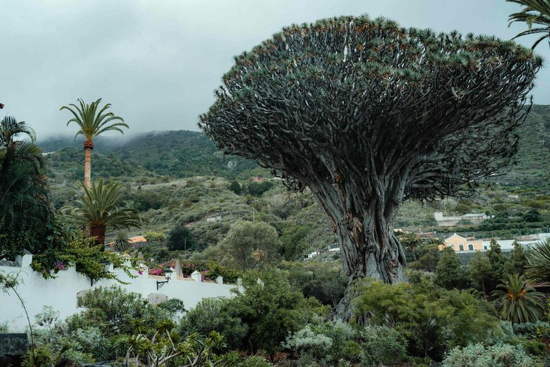 Explore the iconic Dragon Tree in Icod de los Vinos, surrounded by lush greenery and mountain views.