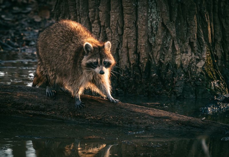 A raccoon perched on a log in a swamp, showcasing its natural habitat and curious demeanor.
