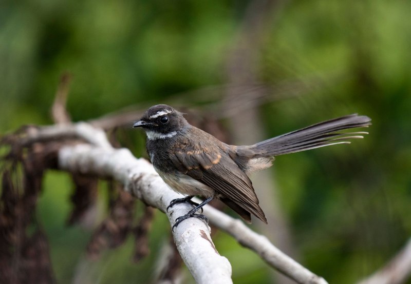 Close-up of a white-throated fantail bird perched on a branch.