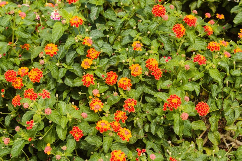 Bright orange and pink lantana flowers blooming in a lush garden setting.