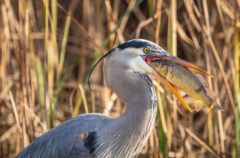 Close-up of a Great Blue Heron (Ardea herodias) catching a fish in a marsh setting.