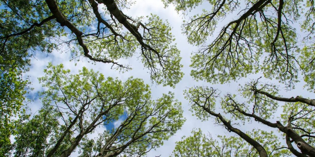 Forest Ecosystems Explained A Complete Beginner s Guide 33Science forest-ecosystems-explained-a-complete-beginner-s-guide-33science