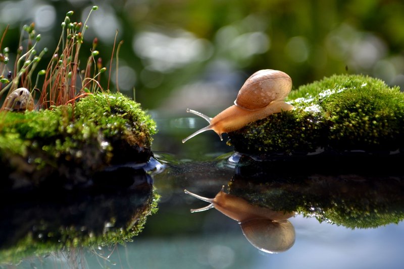 A close-up of a snail on moss with its reflection in the water, captured in nature.