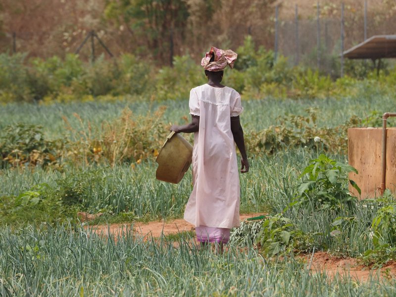 African woman in traditional clothing holding a bucket in a Gambia farm field.