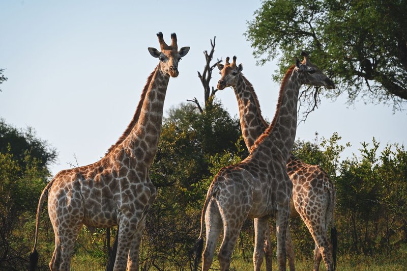 Three majestic giraffes standing in the wild of South Africa.