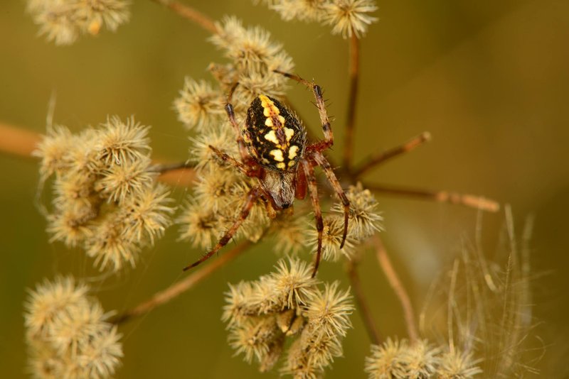 Macro shot of a vibrant spider resting on dried flowers with a blurred background.