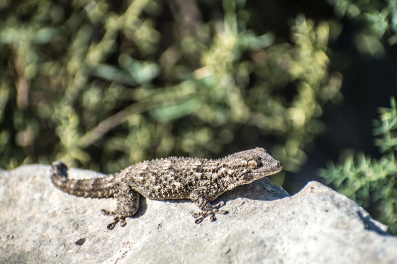 Detailed shot of a gecko basking on a sunlit rock in its natural habitat.