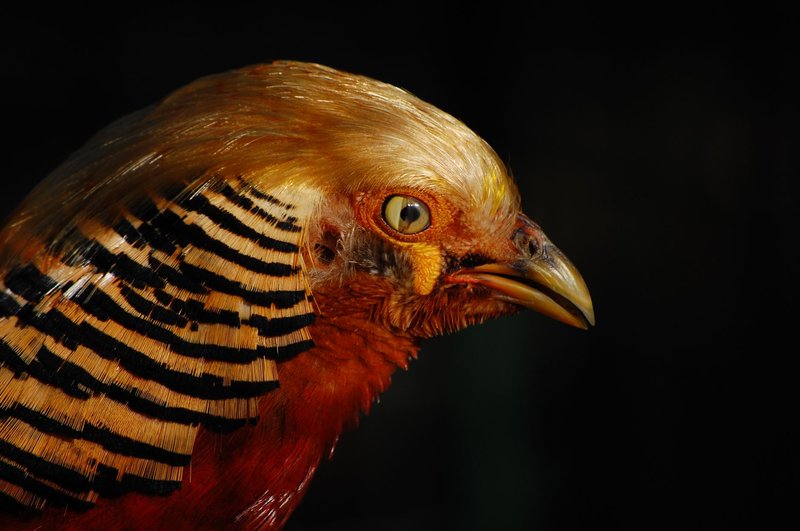 Detailed close-up of a golden pheasant showcasing vibrant plumage in Mabalacat, Philippines.