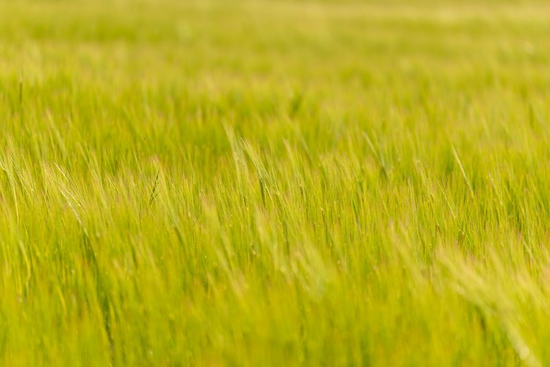 A vibrant wheat field swaying gently in the summer breeze, capturing the essence of rural tranquility.