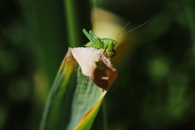 Green grasshopper perched on a leaf with blurred background, showcasing nature's details.