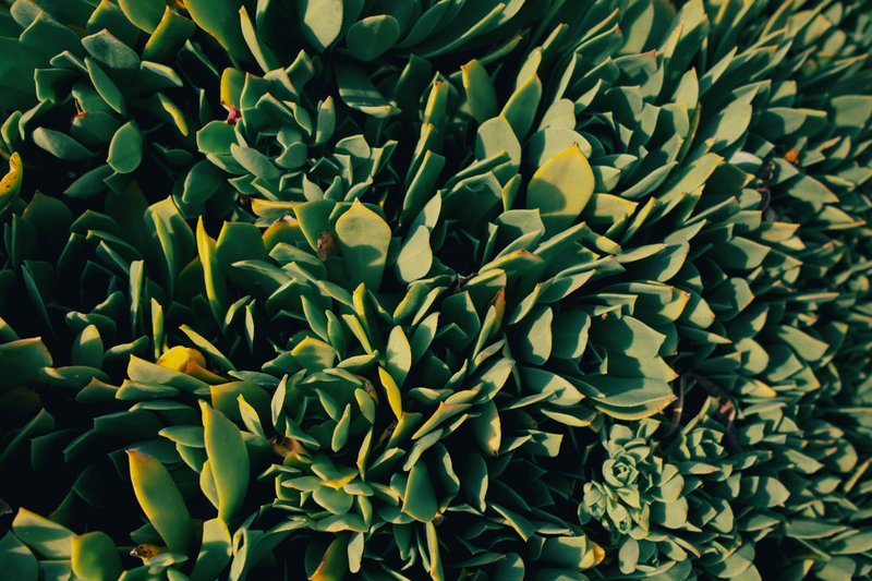 Detailed image of green succulent leaves, perfect for nature and gardening themes.