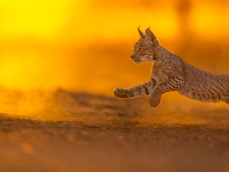 An Iberian Lynx gracefully jumps across the Spanish landscape during a vibrant sunset.