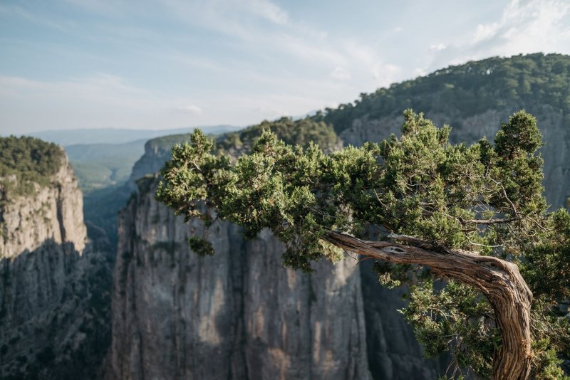 Capture of a rocky canyon with a juniper tree in the foreground, showcasing natural beauty.