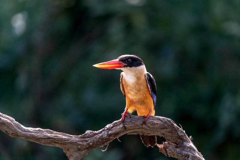 Vibrant kingfisher with orange beak on branch against lush greenery.