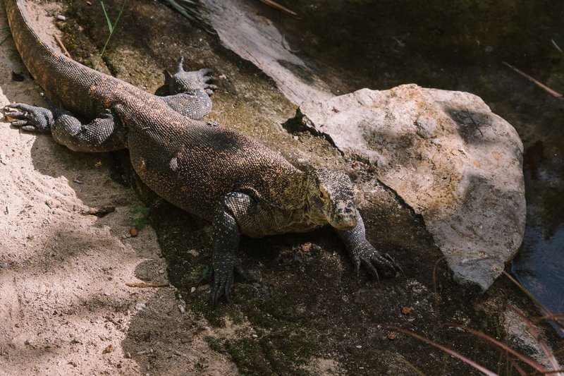 Komodo dragon relaxing on rocky terrain in Bali zoo, showcasing natural behavior.